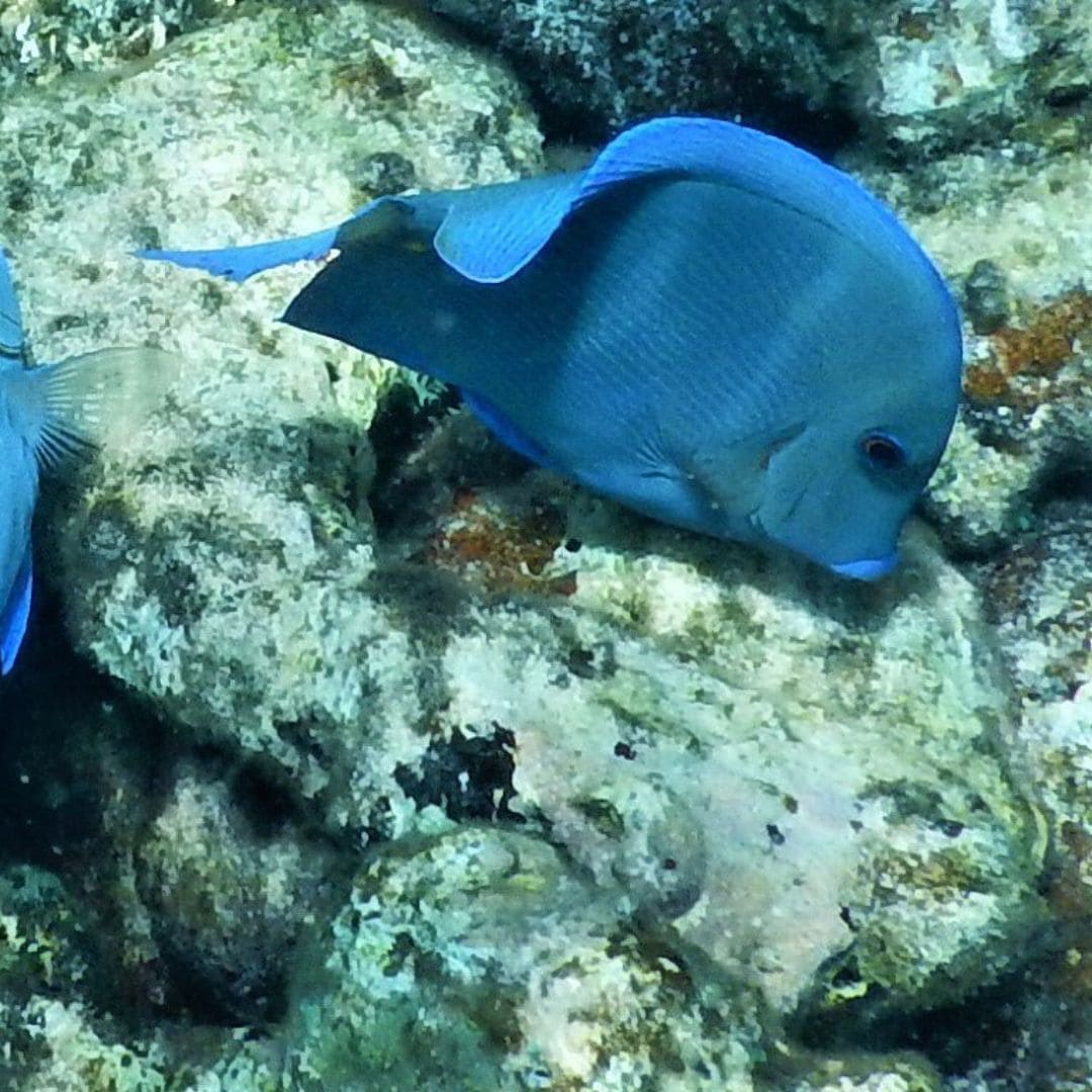 Snorkeling in Saint Maarten