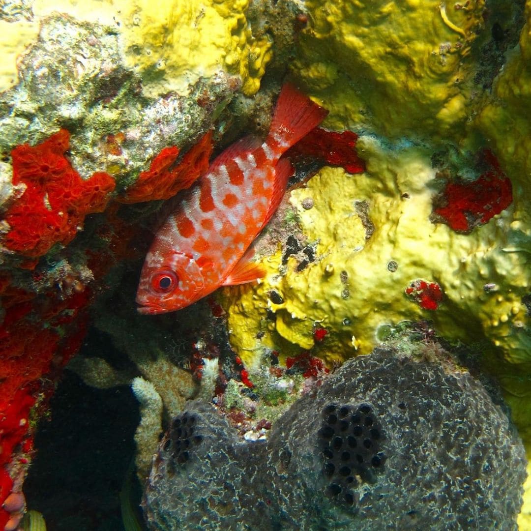 Snorkeling in Saint Maarten
