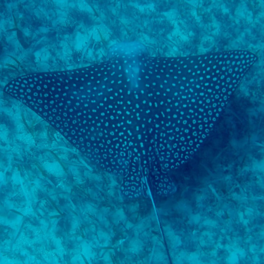 Snorkeling in Saint Maarten