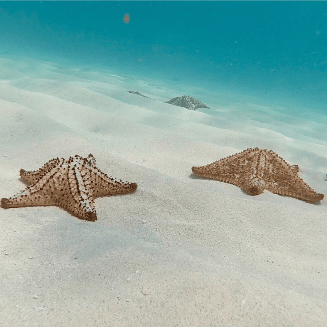 Snorkeling in Saint Maarten