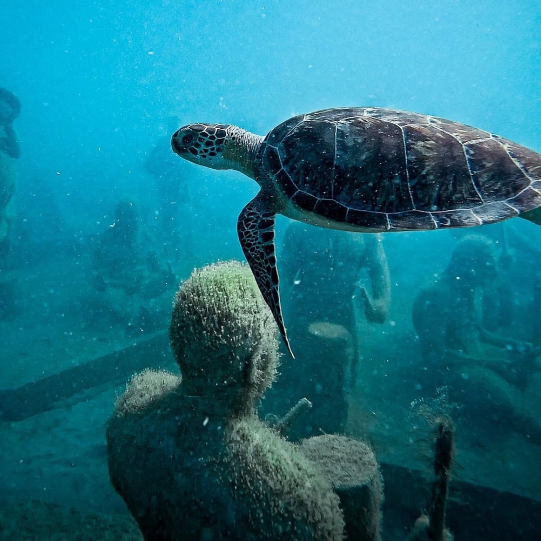 Snorkeling in Saint Maarten