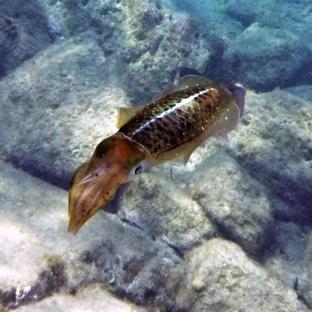 Snorkeling in Saint Maarten