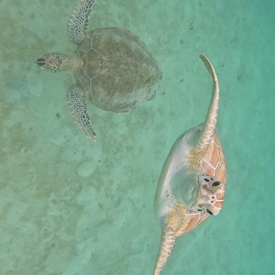 Snorkeling in Saint Maarten