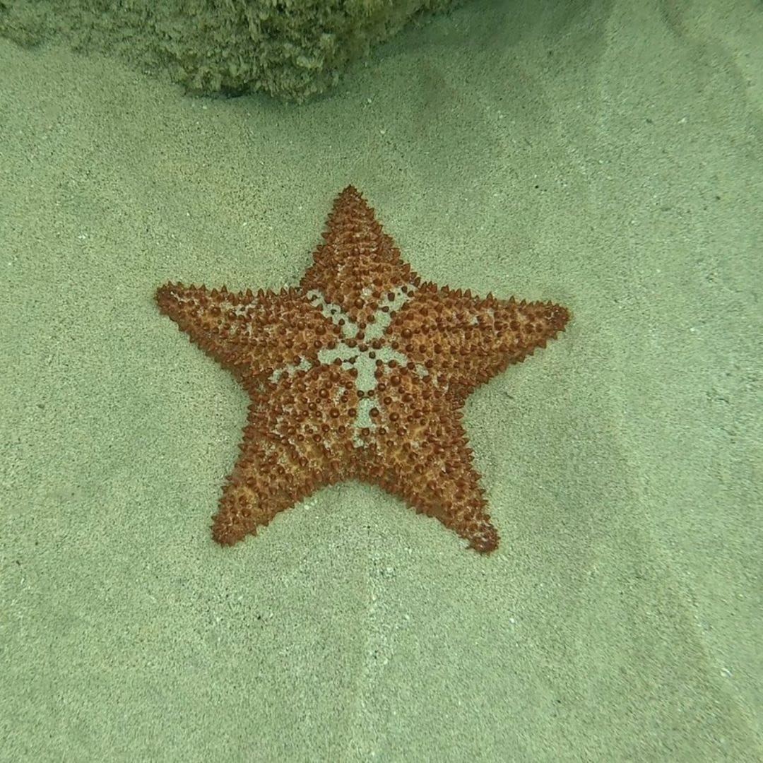 Snorkeling in Saint Maarten