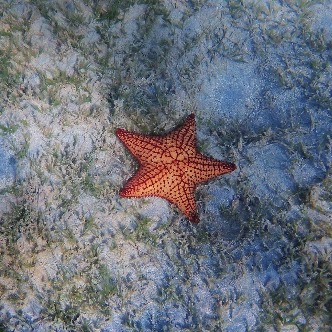 Snorkeling in Saint Maarten
