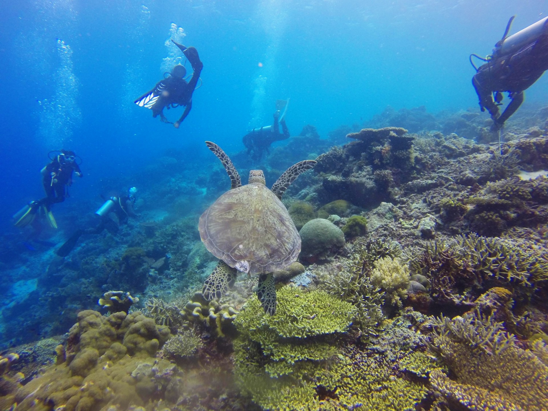 arhnue-scuba-diving-1300848_1920