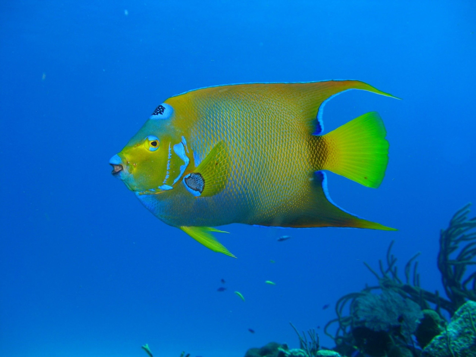axistravel-diving-1707738_1920