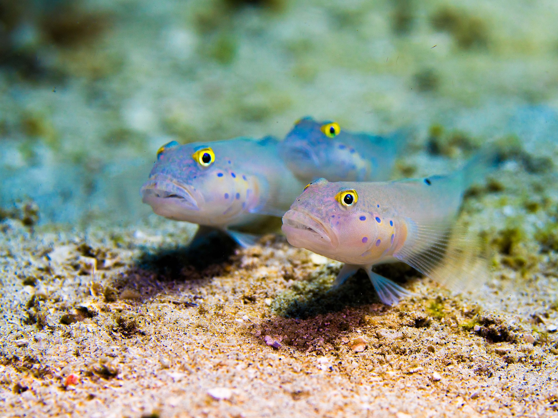 bandiwage-underwater-8988089_1920