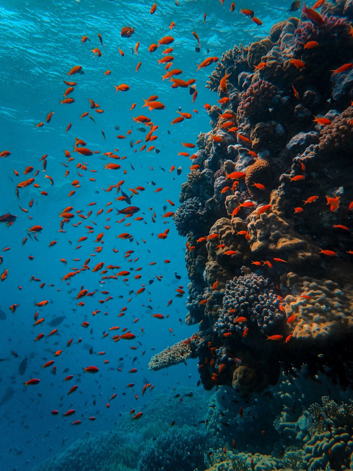 designscape-underwater-5310424_1920